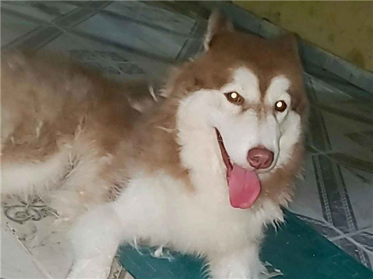 Cachorro cão para adoção Fêmea Médio  1 ano 
