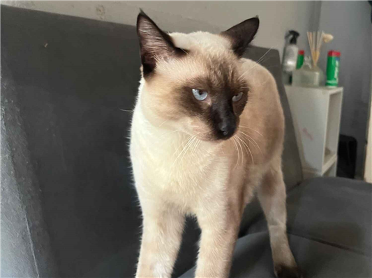 Gato - Macho Pequeno2 a 6 meses