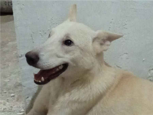 Cachorro cão para adoção Macho Grande 3 anos 