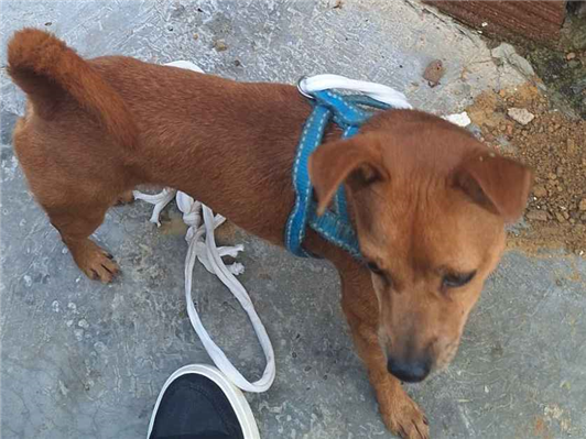 Cao - Macho Pequeno5 anos