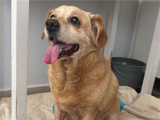 Cachorro cão para adoção Fêmea Pequeno 6 anos Acima 