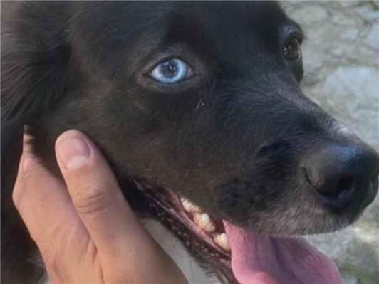 Cachorro cão para adoção Fêmea Médio  3 anos 
