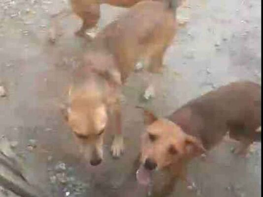 Cachorro cão para adoção Fêmea Médio  2 a 6 meses 