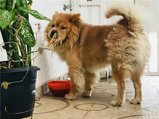 Cachorro cão para adoção Macho Grande 2 anos 