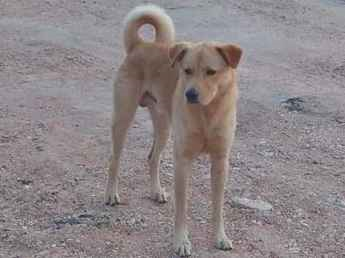 Cao - Macho Médio4 anos