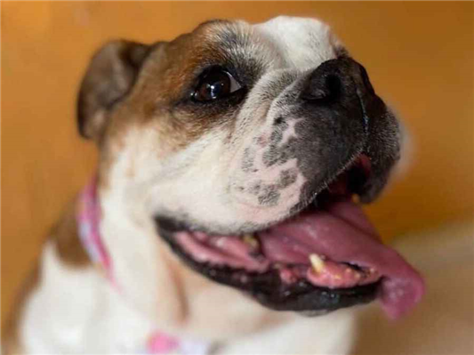 Cachorro cão para adoção Fêmea Médio  4 anos 