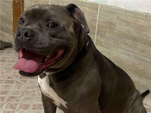 Cachorro cão para adoção Macho Médio  4 anos 