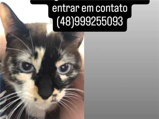 Cao Procura-Perdido Fêmea Pequeno 5 anos 