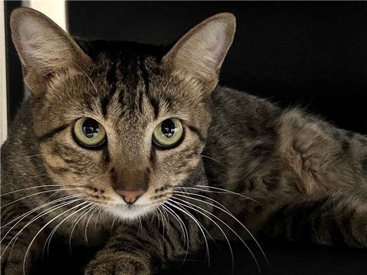 Gato para adoção Macho Médio 2 a 6 meses