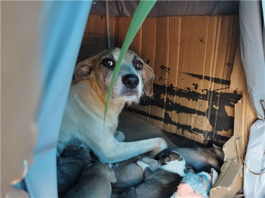 Cachorro cão para adoção Fêmea Médio  1 ano 