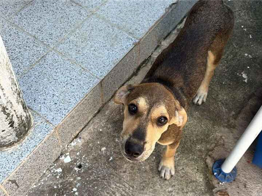Cachorro cão para adoção Macho Médio  2 a 6 meses 