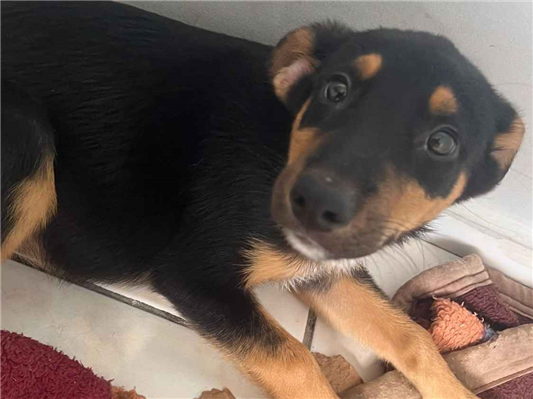 Cachorro cão para adoção Macho Médio  2 a 6 meses 