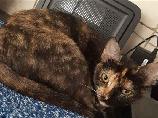 Gato para adoção Fêmea Médio 1 ano