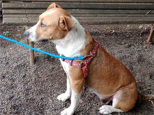 Cachorro cão para adoção Fêmea Médio  2 anos 