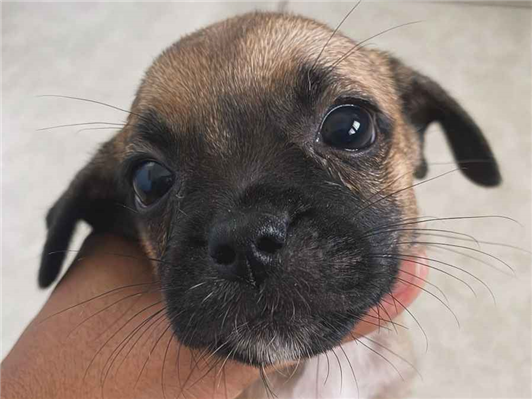 Cachorro cão para adoção Fêmea Pequeno 2 a 6 meses 