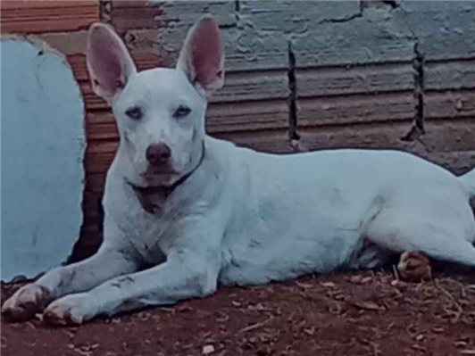 Cachorro cão para adoção Macho Grande 3 anos 
