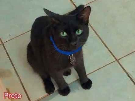 Gato Procura-Perdido Macho Médio 7 a 11 meses 