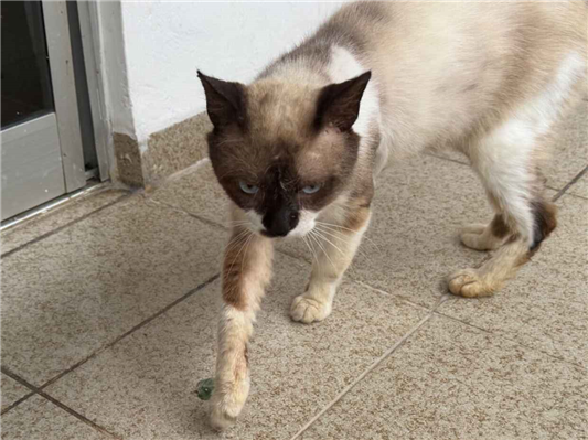 Gato para adoção Macho Médio 2 a 6 meses