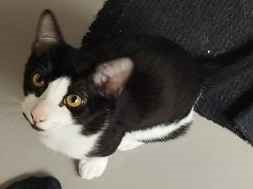 Gato para adoção Macho Pequeno 2 a 6 meses