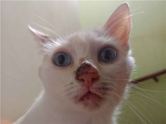 Gato para adoção Fêmea Médio 2 anos