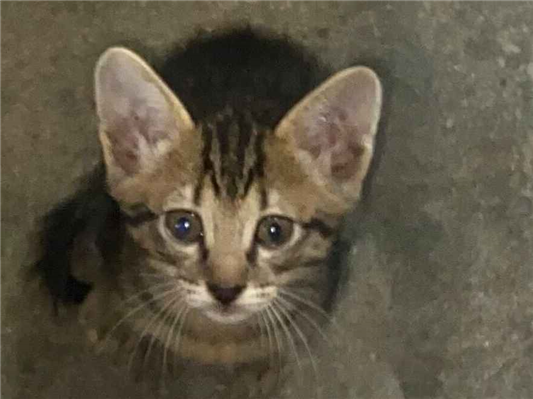 Gato para adoção Ambos Pequeno Abaixo de 2 meses