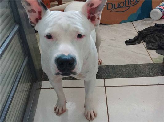 Cachorro cão para adoção Fêmea Médio  2 a 6 meses 