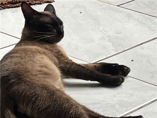 Gato - Macho Médio7 a 11 meses