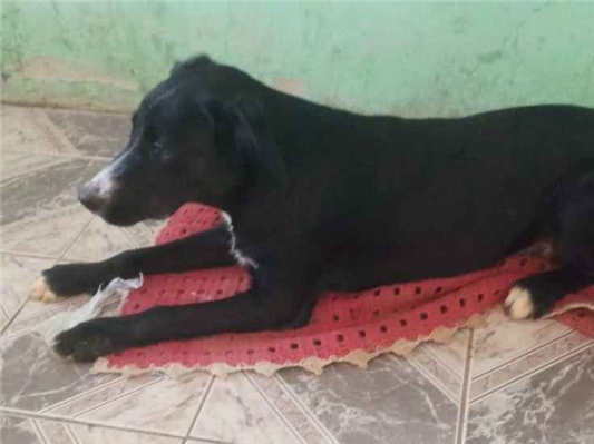 Cachorro cão para adoção Macho Médio  7 a 11 meses 