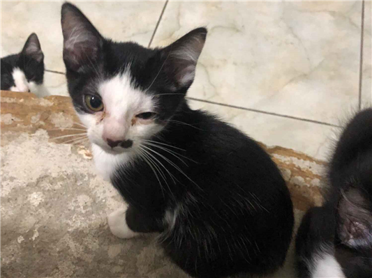 Gato para adoção Ambos Médio 2 a 6 meses