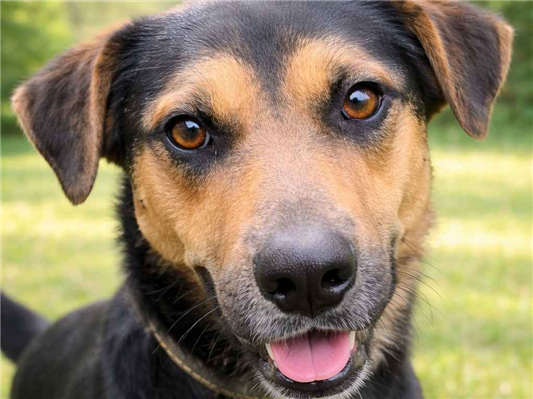 Cachorro cão para adoção Macho Médio  3 anos 