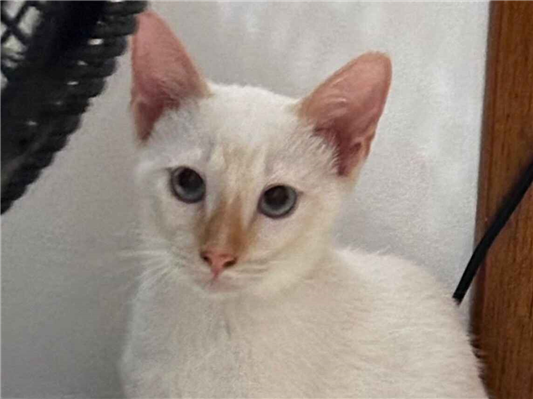 Gato para adoção Macho Pequeno 2 a 6 meses