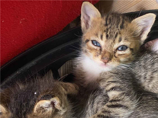 Gato para adoção Ambos Médio Abaixo de 2 meses