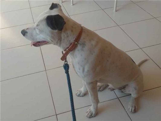 Cachorro cão para adoção Macho Médio  2 a 6 meses 