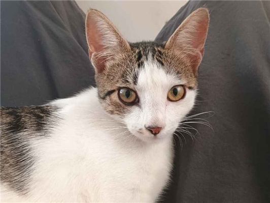 Gato para adoção Fêmea Médio 2 a 6 meses