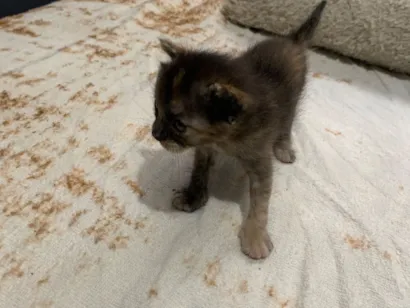 Gato SRD-ViraLata Pequeno 2-a-6-meses