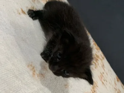 Gato SRD-ViraLata Pequeno 2-a-6-meses