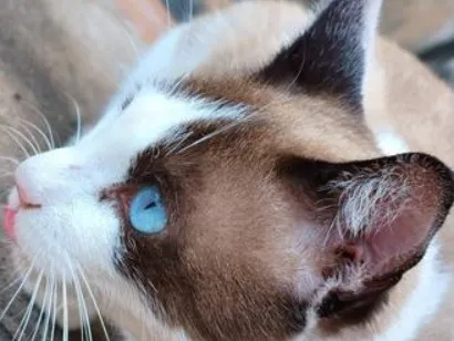 Gato SRD-ViraLata Medio 1-ano