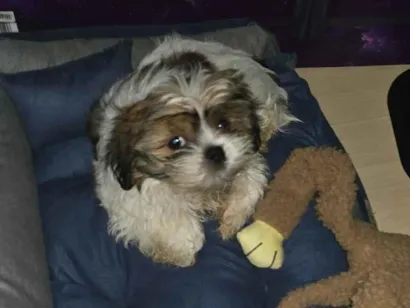 Cao Shitzu Pequeno 2-a-6-meses