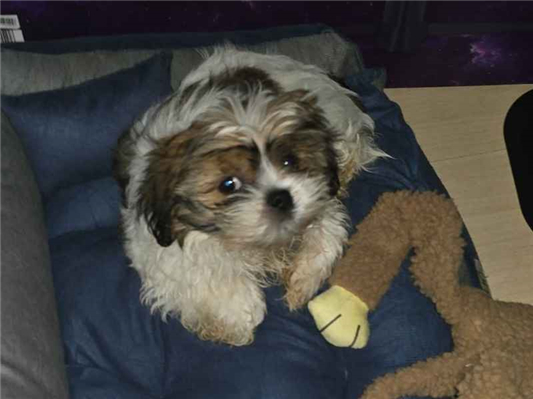 Cao - Macho Pequeno2 a 6 meses