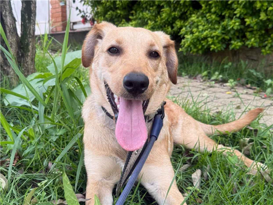 Cao - Macho Médio1 ano