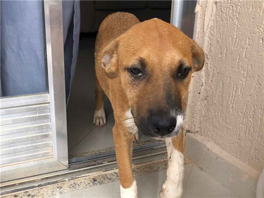 Cachorro cão para adoção Macho Médio  1 ano 
