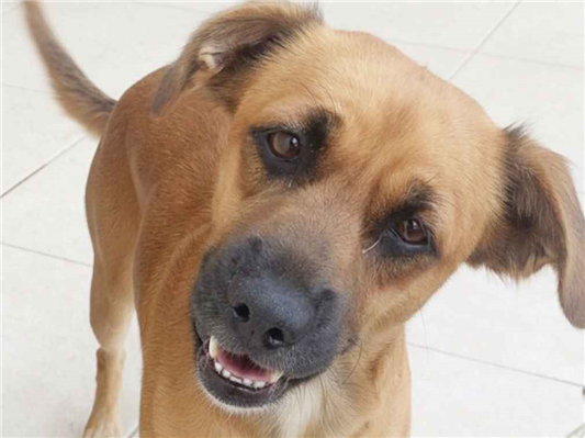 Cachorro cão para adoção Macho Médio  1 ano 