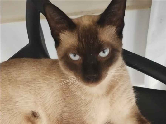 Gato Procura-Perdido Macho Pequeno 7 a 11 meses 