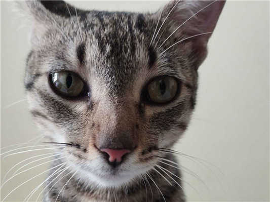 Gato para adoção Macho Médio 7 a 11 meses