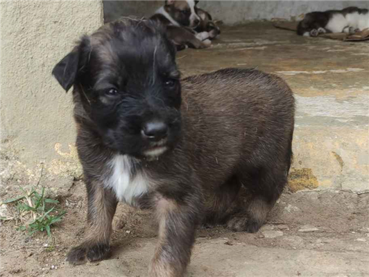 Cachorro cão para adoção Macho Médio  2 a 6 meses 