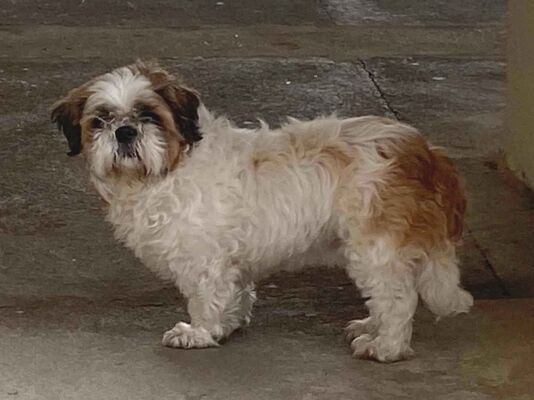 Cao - Ambos Pequeno2 a 6 meses