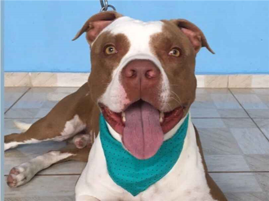 Cachorro cão para adoção Macho Grande 5 anos 