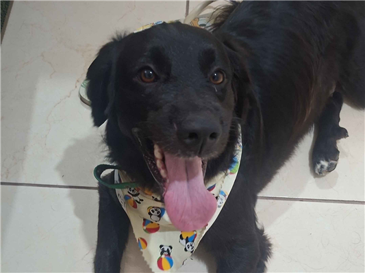 Cachorro cão para adoção Macho Médio  2 a 6 meses 