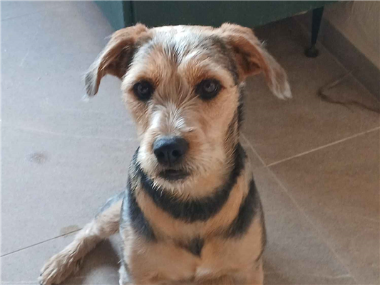 Cachorro cão para adoção Fêmea Médio  7 a 11 meses 