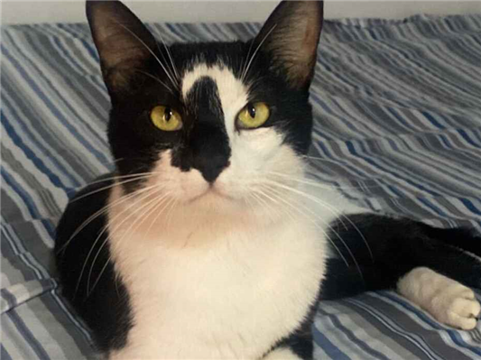 Gato para adoção Macho Médio 1 ano